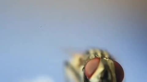 Wildlife in closer view with a natural perspective.
