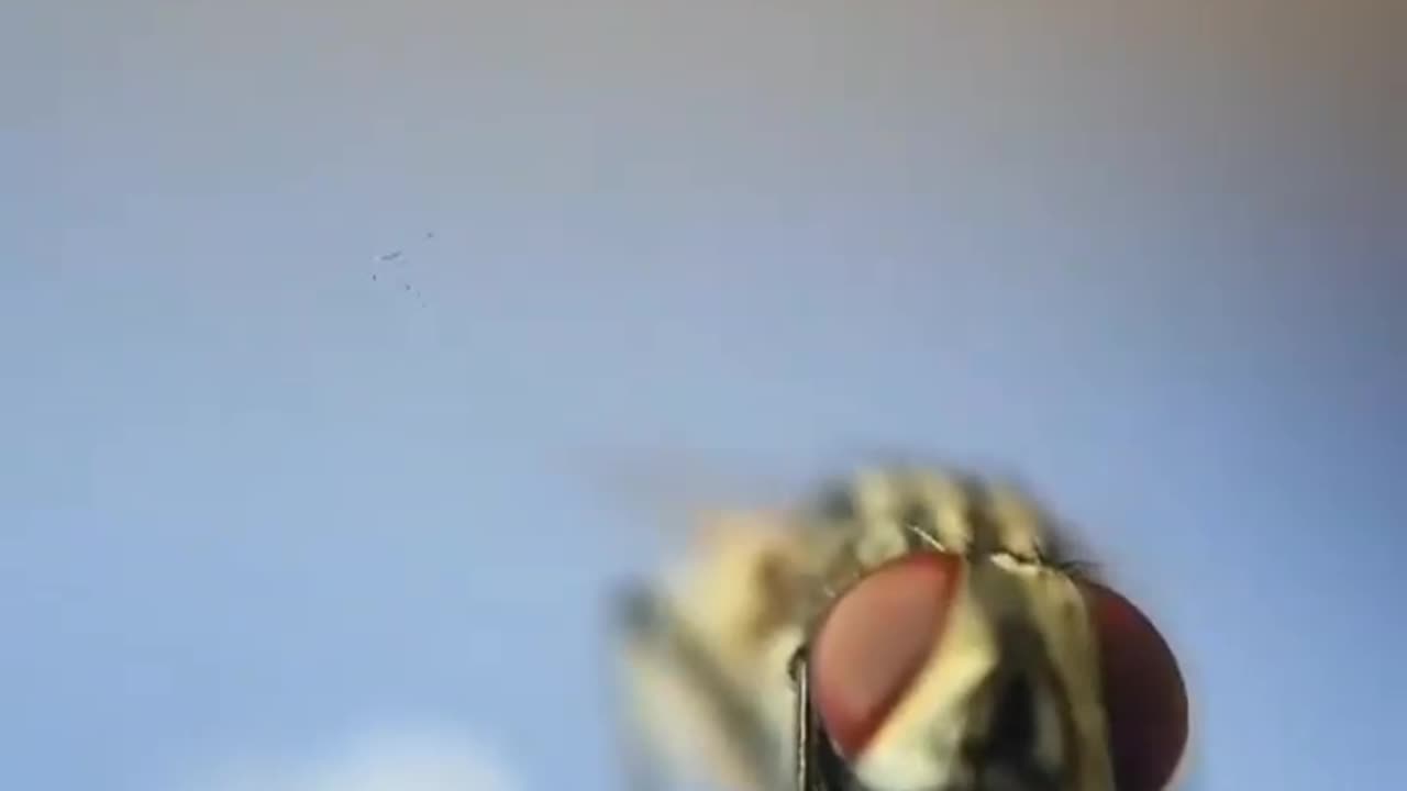 Wildlife in closer view with a natural perspective.