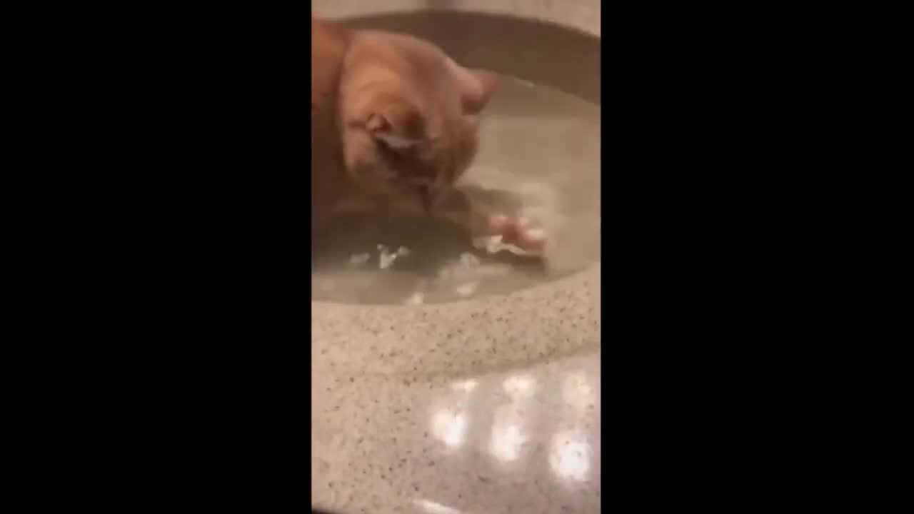 Cat Going For A Dip In The Bathroom Sink Because Of Hot Summer #shorts #Bath #Summer #Beach #Water