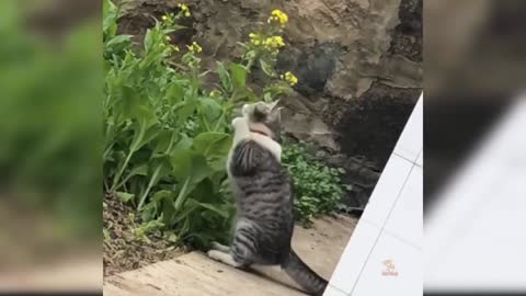 Baby Cats - Cute and Funny videos of cats