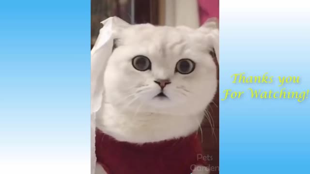 Funny Cat and Dog Videos Compilation, Animals Doing Things 😍