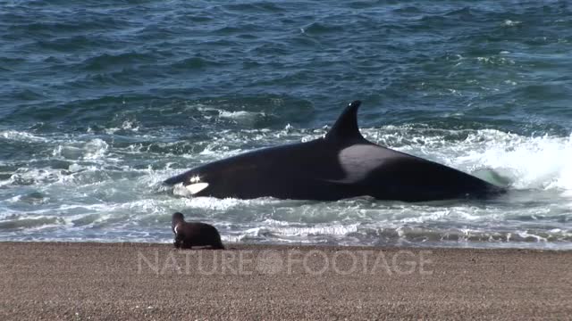 orca attacks sea lions