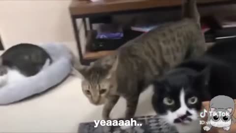 ats talking !! these cats can speak english better than hooman