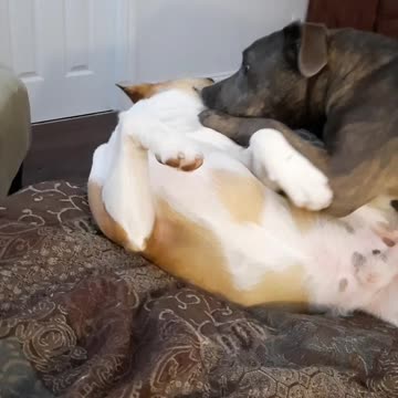 I Want More Play says Claire Bear 🐻