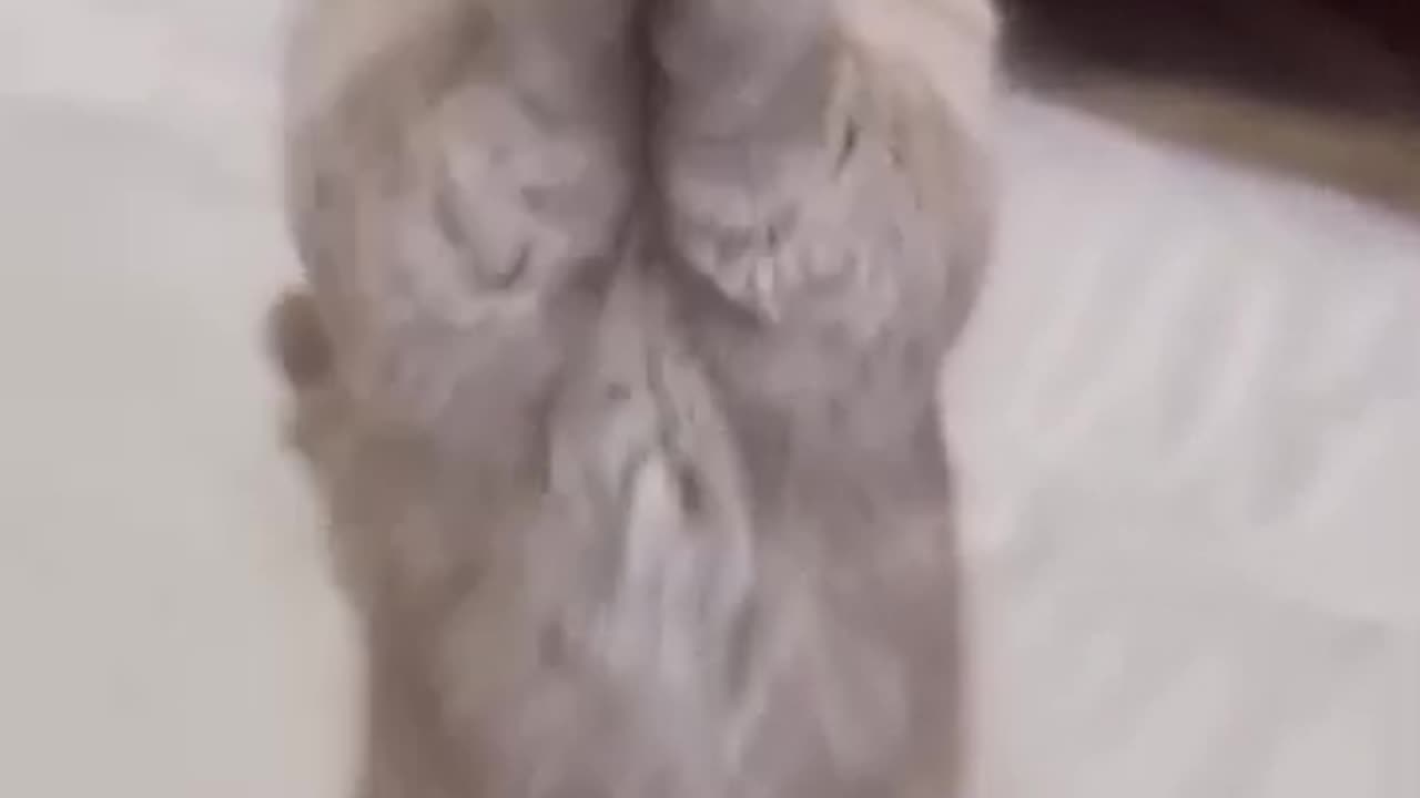 Funny Cat Dance.