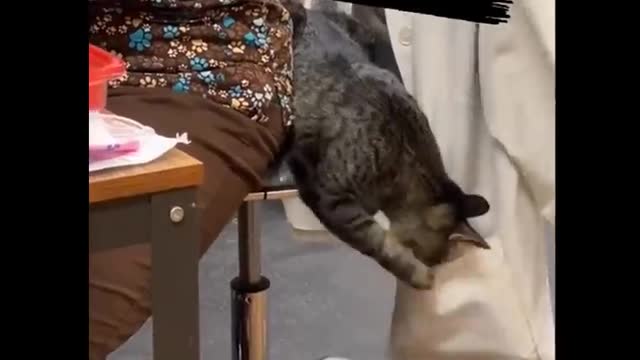 Funniest Cats 😹 - Don't try to hold back Laughter 😂 - Funny Cats Life