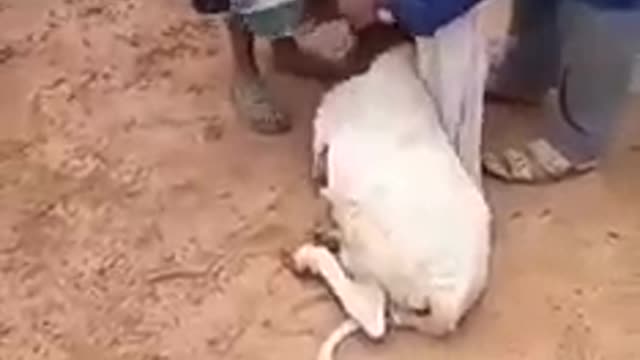 Oque vai separar estes dois?😂