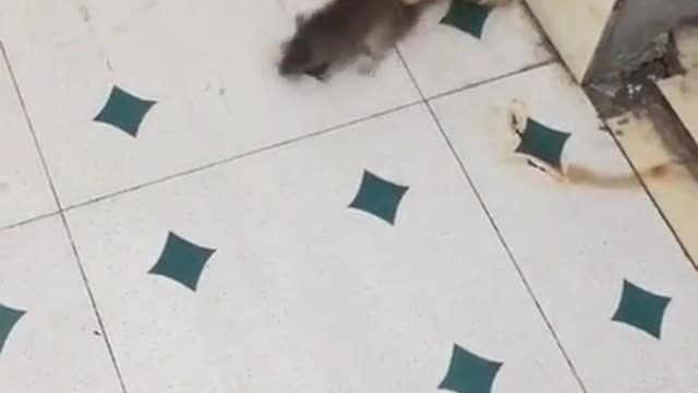 little kitten vs rat