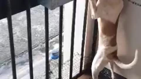 Dog hilariously goes to the bathroom standing up