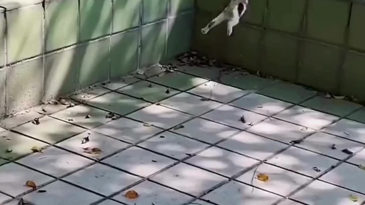 Cute And Funny Cats 😍😍😅😅 #cat #catsofinstagram #cats #catlover #pet #viral #shorts #reels #catsshare