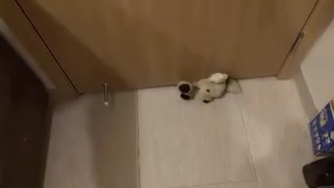 Perro quiere su peluche