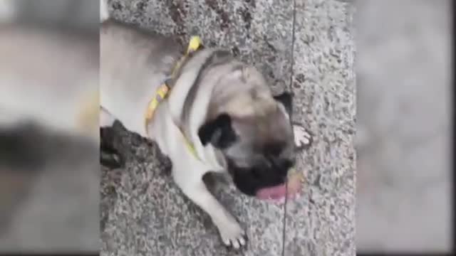 Puppy fall
