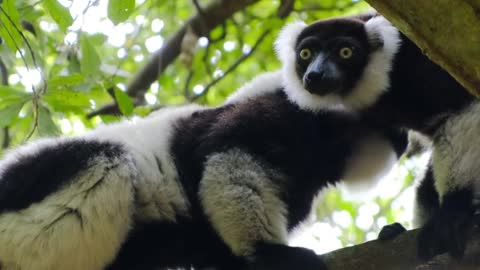 Extreme cuteness lemurs