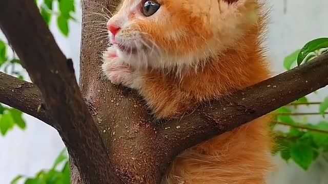 Cat funny video 🤣