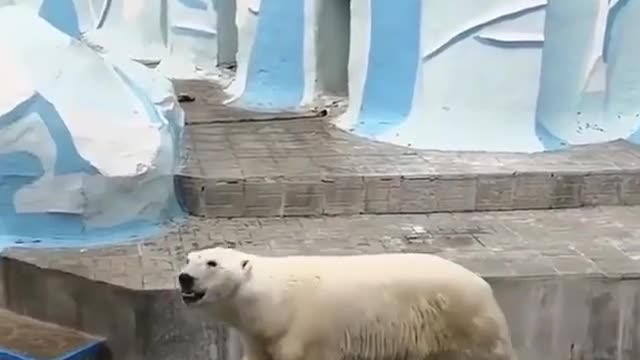 Polar Bear Water Treatments