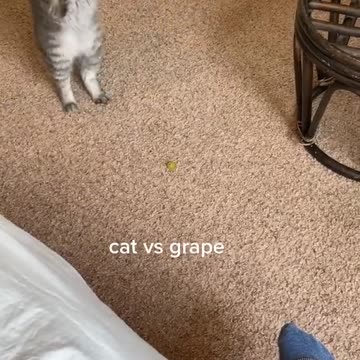 Cat vs grape