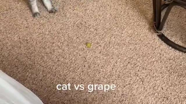 Cat vs grape