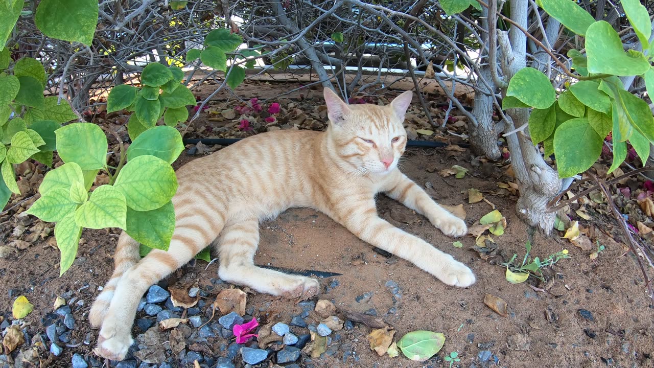 ED SHEERAN - Homeless cat in Ras Al Khaimah, UAE #cat #cats #EdSheeran #emirates #rak #ae #UAE #food