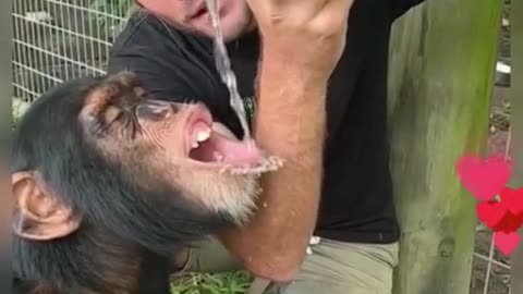 To serve a chimp