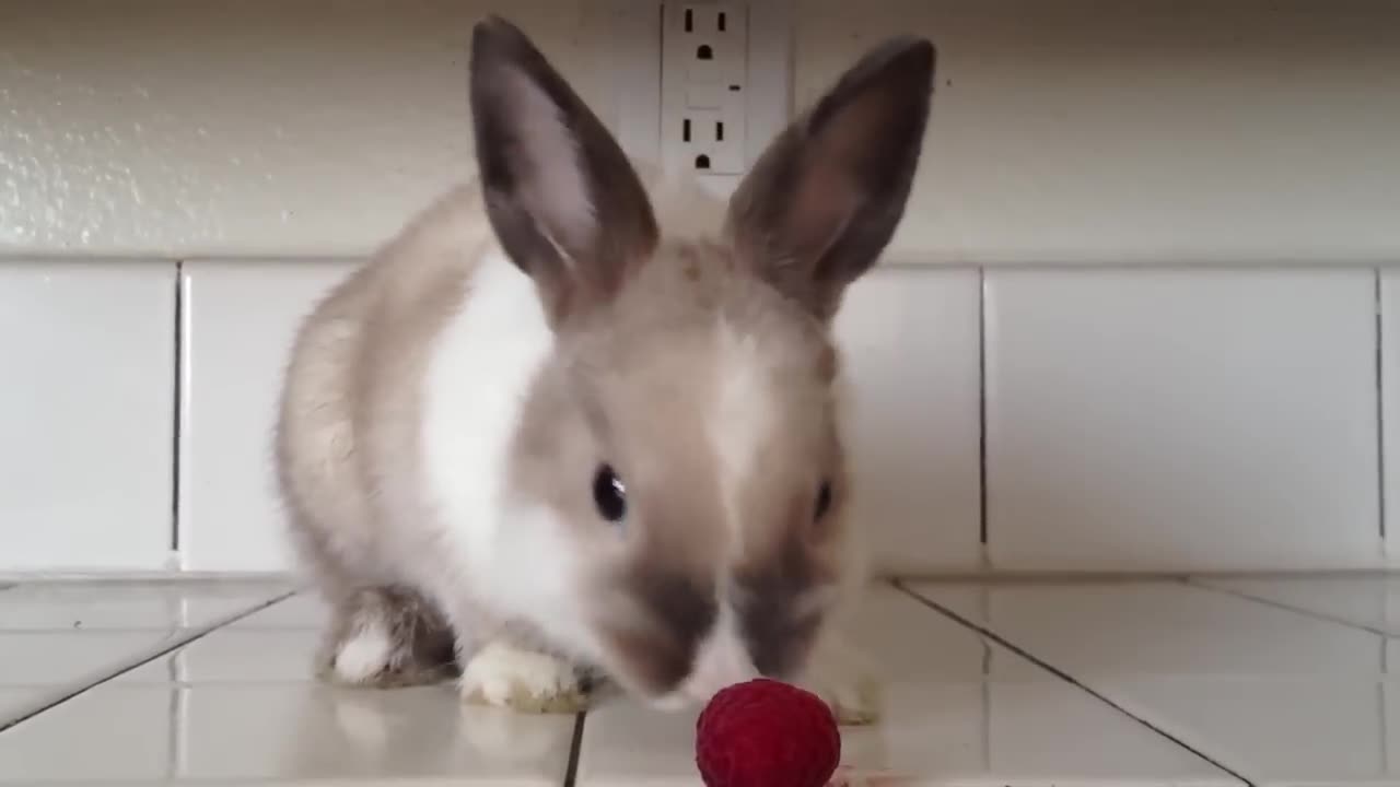 Bunny eating strawberries