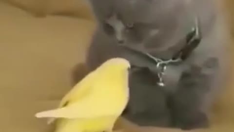 why is this cute cat afraid of cute birds ? , funny cat videos