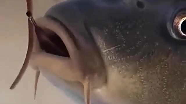 This is a beautiful and charming water-dwelling species