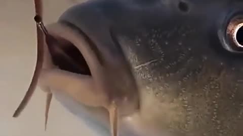 This is a beautiful and charming water-dwelling species