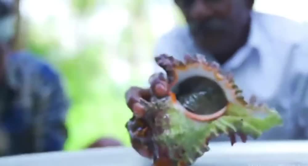 Crazy Indian brother makes a seafood curry with nearly 100 conches