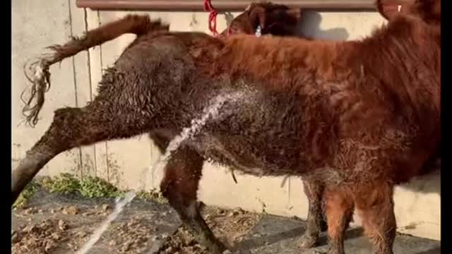 Most show cattle kids start off with steers