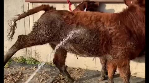 Most show cattle kids start off with steers