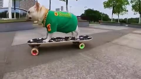 Funny Dog Videos in 2024