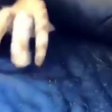 AMAZING FUNNY CAT Cat Training usa