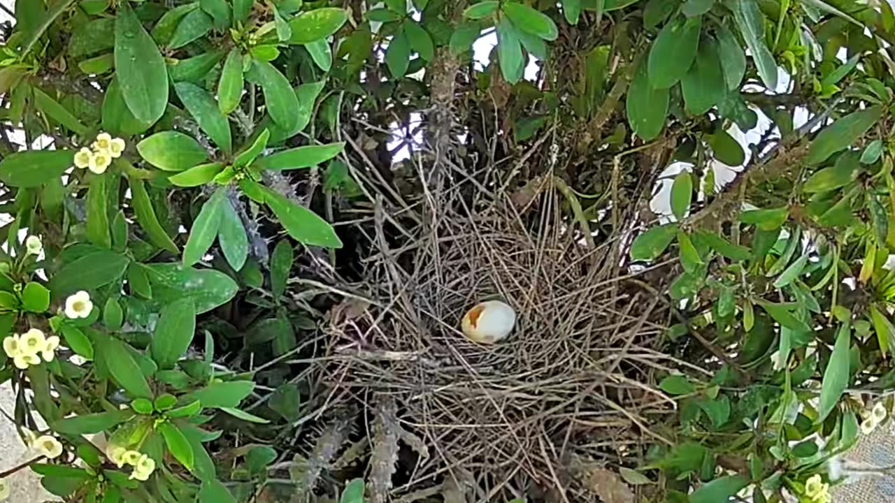 Gila Woodpecker Raids Dove Nest