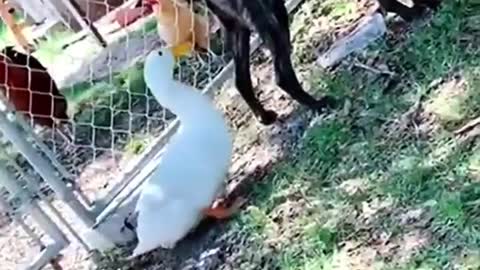 Best funny animal video in the world Animal.