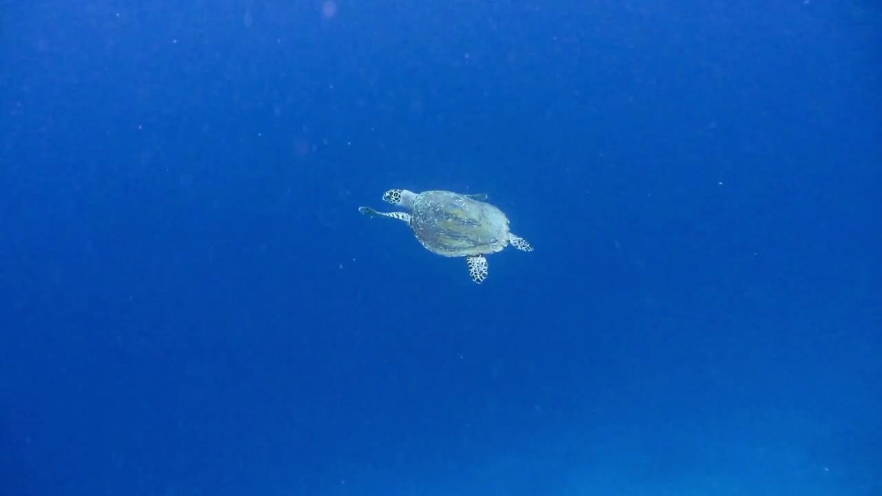 Hawksbill sea turtle swimming in open water. Raja Ampat Kri island, West Papua, Indonesia