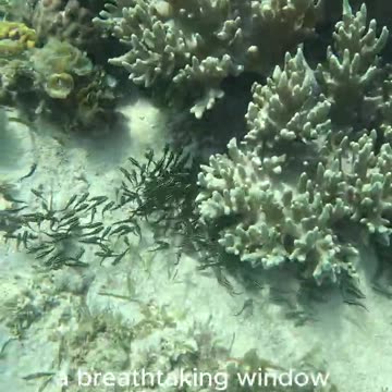 Snorkeling Adventures, There is an Amazing Unseen World just Below the Waves to Explore!