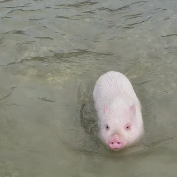 That Pig Can Swim