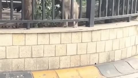 OMG So Cute ♥ Funniest Cats and Dogs Videos 2023 #4