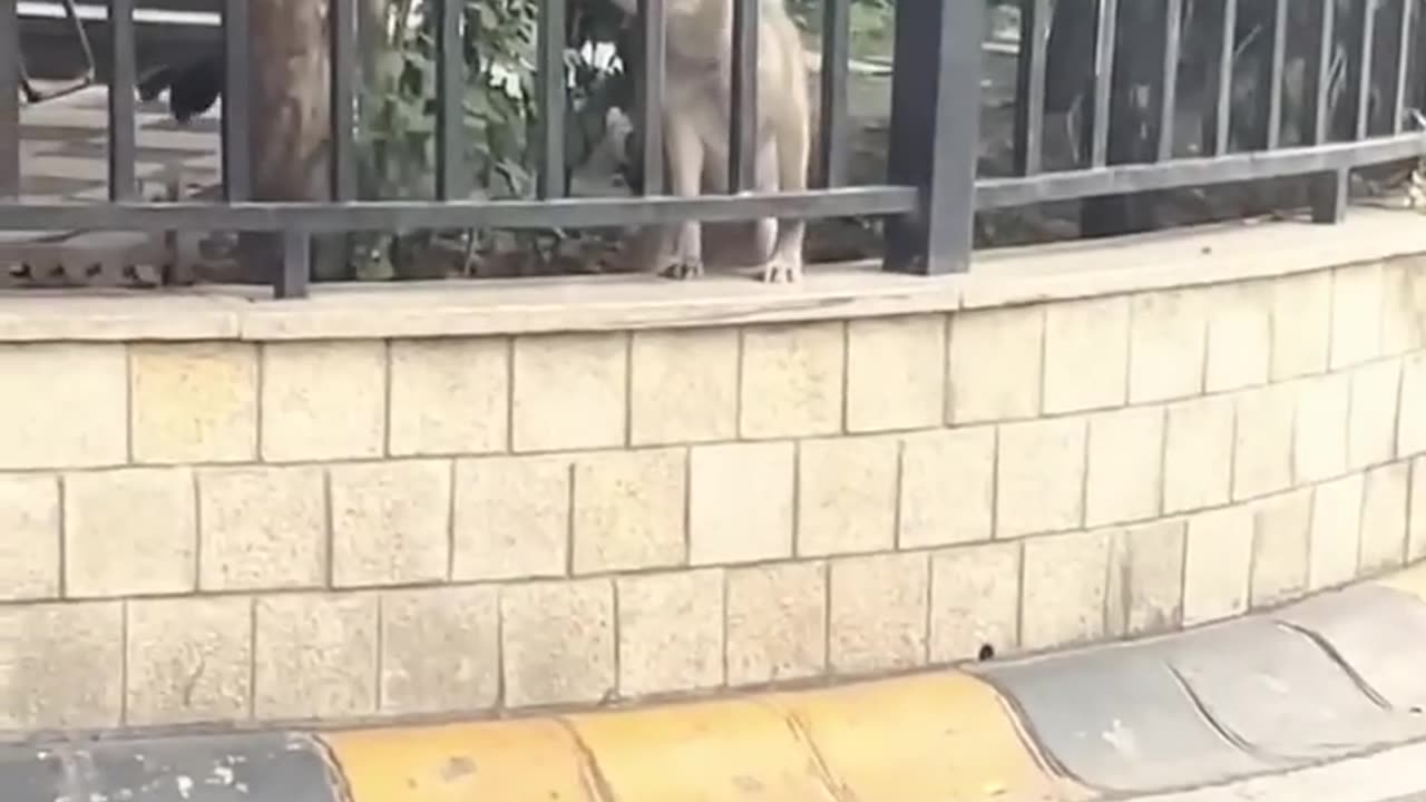 OMG So Cute ♥ Funniest Cats and Dogs Videos 2023 #4