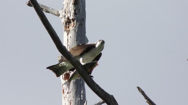 osprey feeds on fish in Florida wetlands