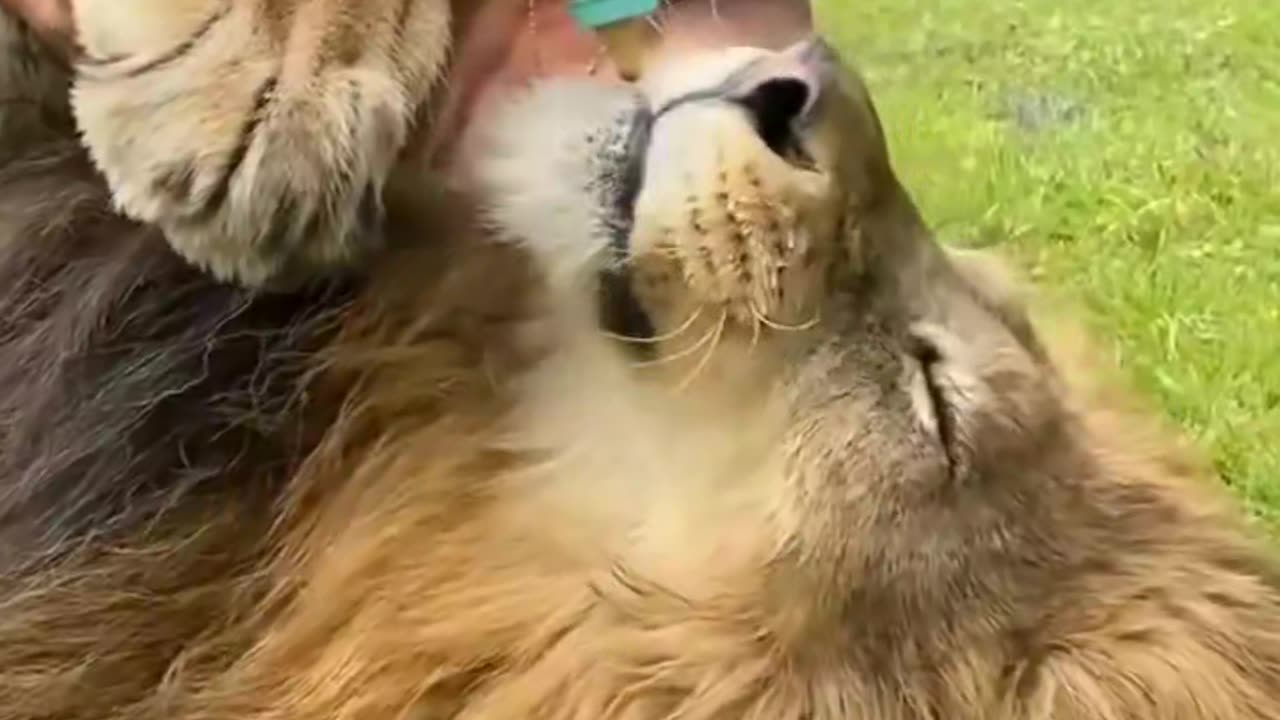 Lion is very good animals