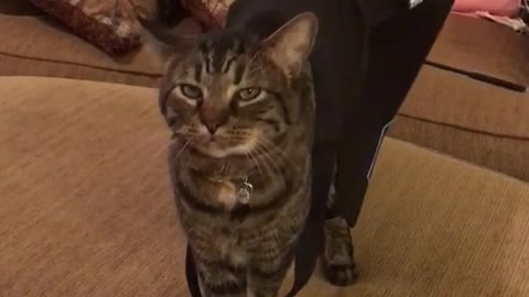 Cat playing inside of black grocery bag