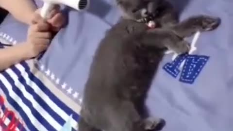 Funny Animals Video