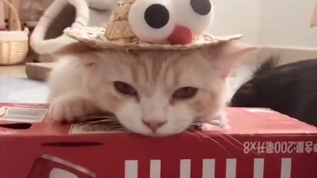 Funny cat