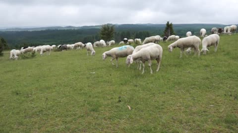 Sheep in the field