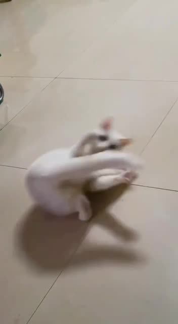 Fascinated by the tail 🤣🤣