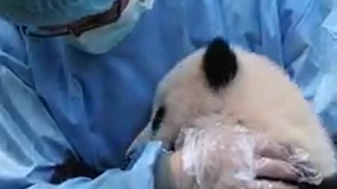 A spoiled baby panda