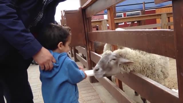 Kids Meet Monkey For The First Time Kids And Animals At The Zoo