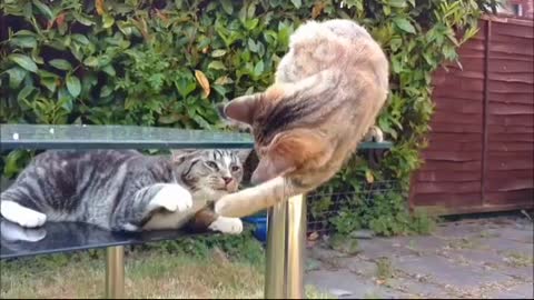 Cute cats playing and running Funnykitten
