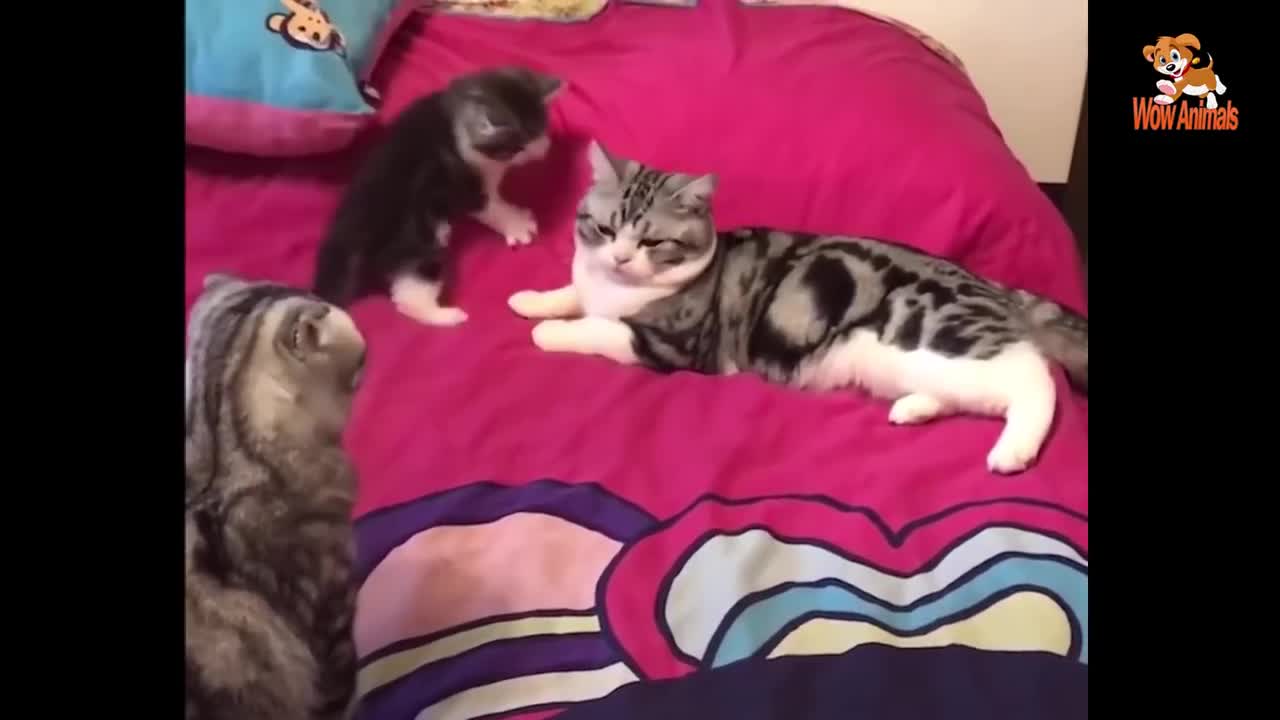 Cute Is Not Enough 😍 Funny Cats and Dogs Videos Compilation #9
